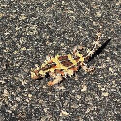 Nicht so herkömmlicher thorny devil