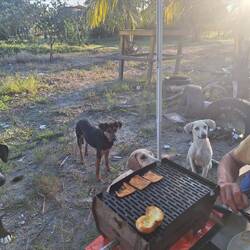 Hendrik, der Hundeflüsterer 2