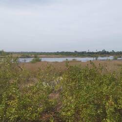 Die Landschaft ist eine Mischung aus Wasserflächen, Mangrovenwald, Wald und Obstplantagen
