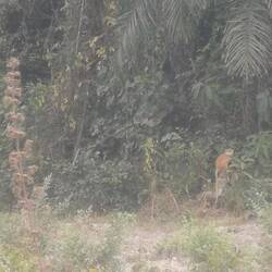 Wieder eine kleine Gruppe von Affen