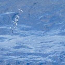 A flying fish with a track showing