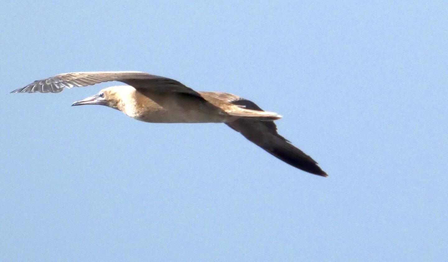 This is a Booby fishing for breakfast