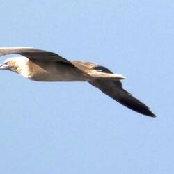 This is a Booby fishing for breakfast