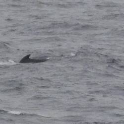 A pilot whale in a pod quite a distance away