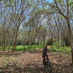 Strample i de Kautschukplantage