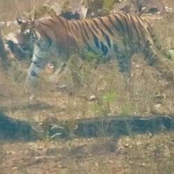 Tiger!