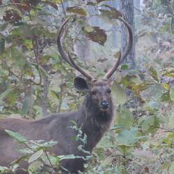 Sambar!