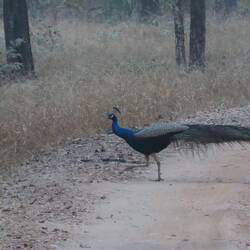 Peacock!
