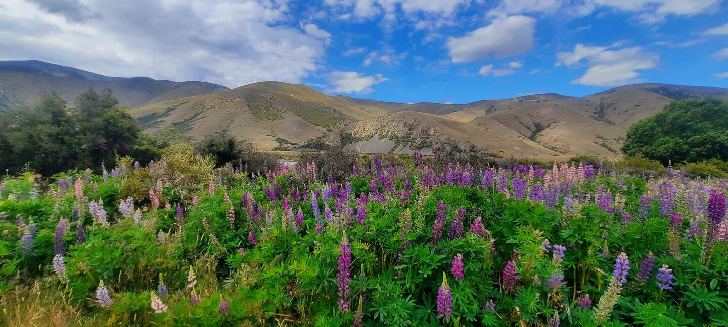 Beautiful lupins