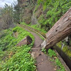 pragmatische Lösung bei abgestürzten Bäumen