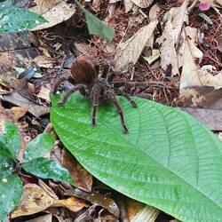 Tarantula on our jungle hike