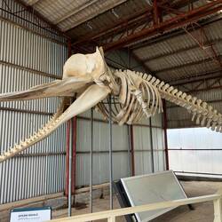 Das Skelett eines Pottwals.