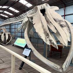 Das Skelett eines Blauwals. Kaum vorstellbar, wie riesig dieses Tier ist.