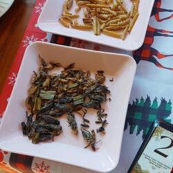 Maden und Grillen als Snack.