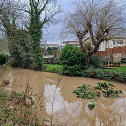 A fallen tree beside the nearby Park Homes, making navigation difficult but not impossible.