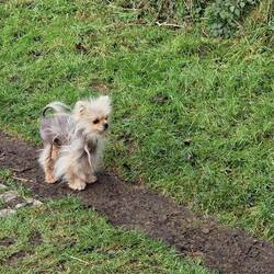 Poorly Leo beginning to stretch his legs