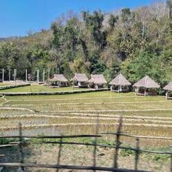 Reisfelder und Liegen zum Entspannen