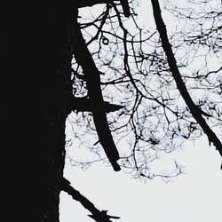 Cache im Baum