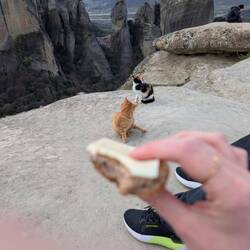 Snack mit Aussicht und 🐱