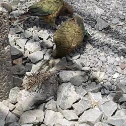 KEA beim Otira Viaduct Lookout
