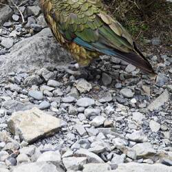 KEA beim Otira Viaduct Lookout