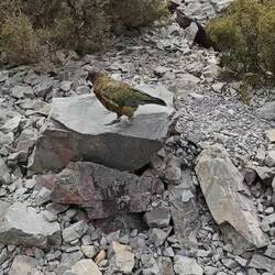 KEA beim Otira Viaduct Lookout