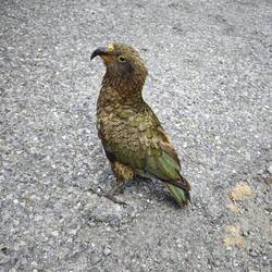 KEA beim Otira Viaduct Lookout