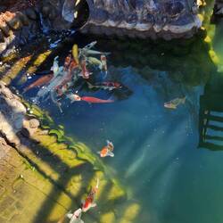 Coi pond ares outside the Museum