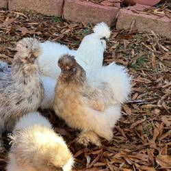 Chicken Cuties-Silkies-A day on the farm🐓