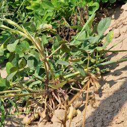 Ernußpflanze mit einzelnen Erdnüssen dran