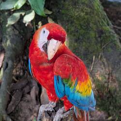 Dschungelbewohner hautnah