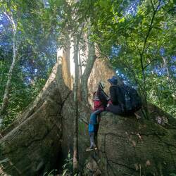Bäume in einer anderen Größenordnung 😄