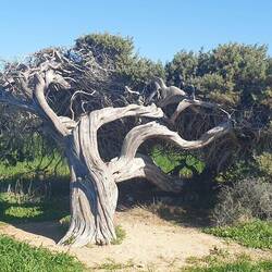 Old juniper tree
