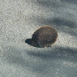Echidna