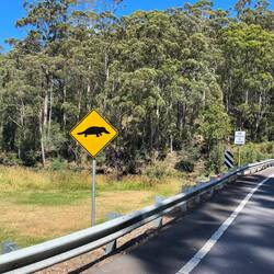 Platypus - leider haben wir keine gesehen