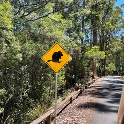 Kleines Känguru, das haben wir gesehen😀