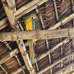 Blue-and-yellow Macaw. This is a wild bird who makes himself at home in the village.