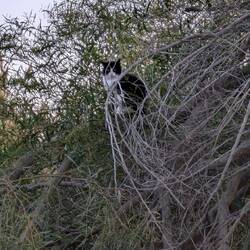 Wächter des Katzenarenals