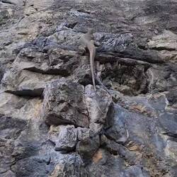 Free solo