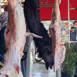 Ich dachte, ich seh nicht richtig: heute gabs frisches Kamel 🫣