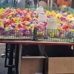 Bunte lebende Küken. Tierschutz lässt grüßen