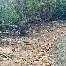 Mooooiiiiiii ein Wallaby🥰