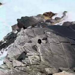 Seals beim Admirals Arch