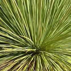 Grasstree