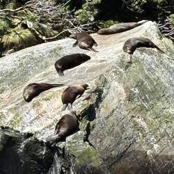 Am Schluss der Bootstour auch noch Robben