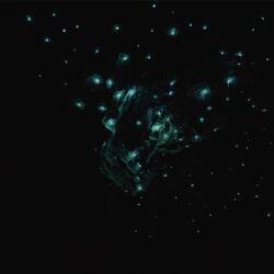 Bildquelle: www.realnz.com