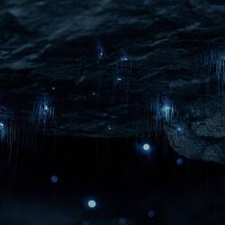 Bildquelle: www.realnz.com