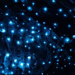 Bildquelle: www.realnz.com