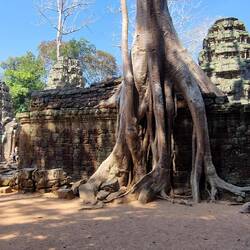 Tempel von Ta Prohm mit seinen spektakulären Würgefeigen, die nach und nach die Anlage zertrümmern.