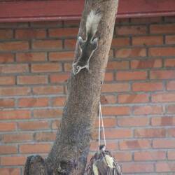 Tierfütterung mit Bananenschalen
